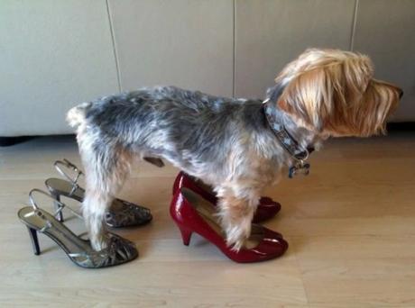 Dog wearing shoes