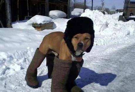 Dog wearing shoes