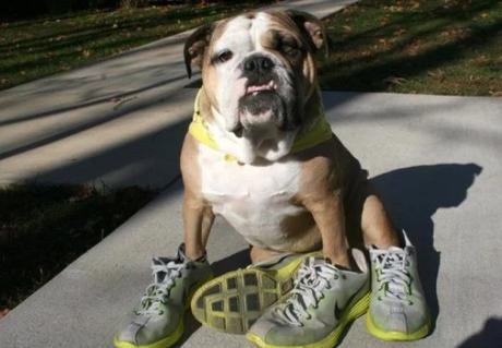 Dog wearing shoes