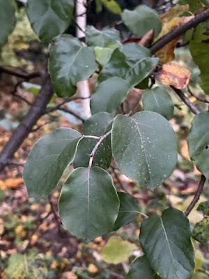 Tree Following November 2024 - not yet