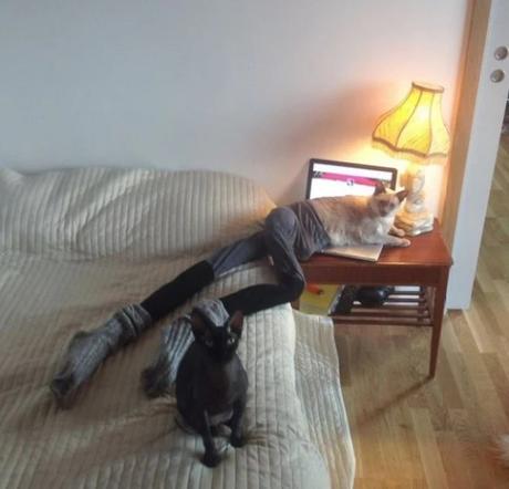 Cat in a pair of stuffed tights