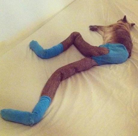 Cat in a pair of stuffed tights