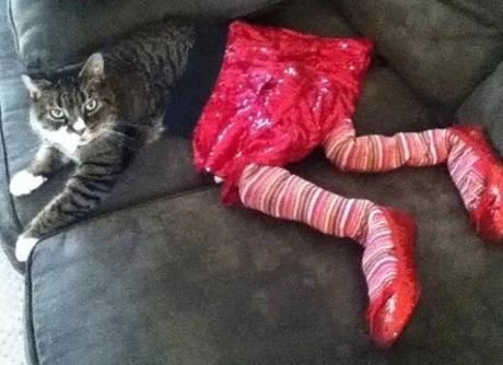 Cat in a pair of stuffed tights