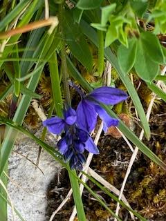 SPRING FLOWERS at THE BURREN, COUNTY CLARE, IRELAND: Guest Post by Marianne Wallace