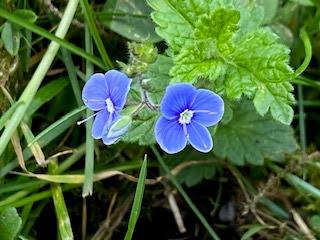 SPRING FLOWERS at THE BURREN, COUNTY CLARE, IRELAND: Guest Post by Marianne Wallace