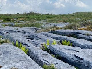 SPRING FLOWERS at THE BURREN, COUNTY CLARE, IRELAND: Guest Post by Marianne Wallace