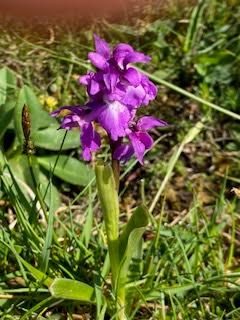 SPRING FLOWERS at THE BURREN, COUNTY CLARE, IRELAND: Guest Post by Marianne Wallace