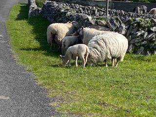 SPRING FLOWERS at THE BURREN, COUNTY CLARE, IRELAND: Guest Post by Marianne Wallace