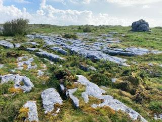 SPRING FLOWERS at THE BURREN, COUNTY CLARE, IRELAND: Guest Post by Marianne Wallace