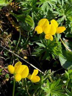 SPRING FLOWERS at THE BURREN, COUNTY CLARE, IRELAND: Guest Post by Marianne Wallace