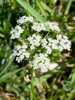 SPRING FLOWERS at THE BURREN, COUNTY CLARE, IRELAND: Guest Post by Marianne Wallace