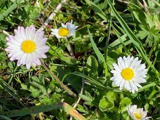 SPRING FLOWERS at THE BURREN, COUNTY CLARE, IRELAND: Guest Post by Marianne Wallace