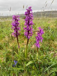 SPRING FLOWERS at THE BURREN, COUNTY CLARE, IRELAND: Guest Post by Marianne Wallace