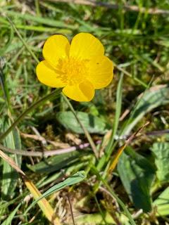 SPRING FLOWERS at THE BURREN, COUNTY CLARE, IRELAND: Guest Post by Marianne Wallace