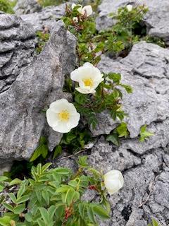 SPRING FLOWERS at THE BURREN, COUNTY CLARE, IRELAND: Guest Post by Marianne Wallace