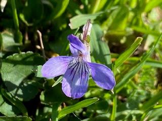 SPRING FLOWERS at THE BURREN, COUNTY CLARE, IRELAND: Guest Post by Marianne Wallace