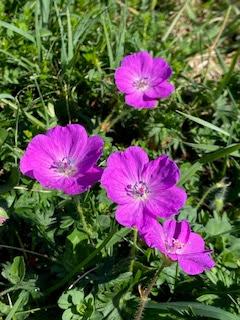 SPRING FLOWERS at THE BURREN, COUNTY CLARE, IRELAND: Guest Post by Marianne Wallace