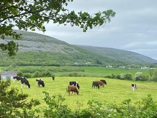 SPRING FLOWERS at THE BURREN, COUNTY CLARE, IRELAND: Guest Post by Marianne Wallace