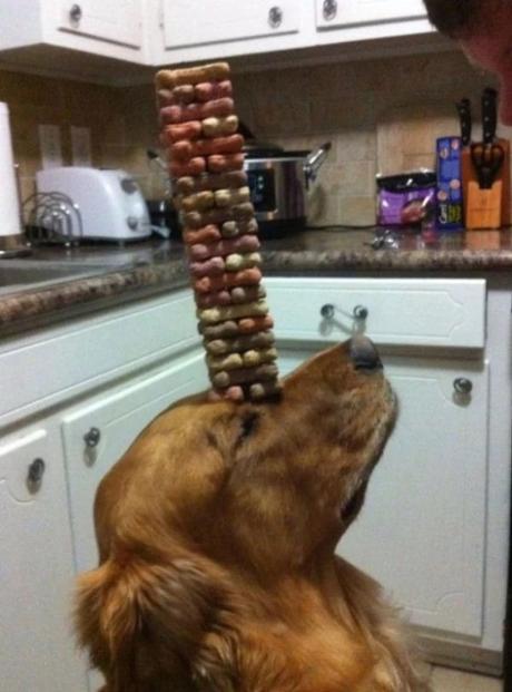 Stacked Dog Biscuits Made into Art