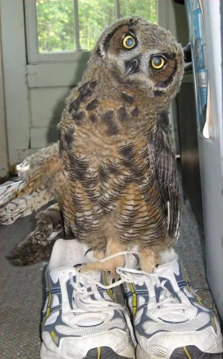 Owl Wearing Shoes