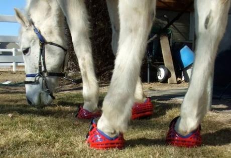 Horse Wearing Shoes