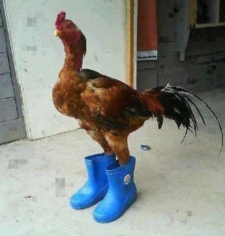 Chicken Wearing Shoes