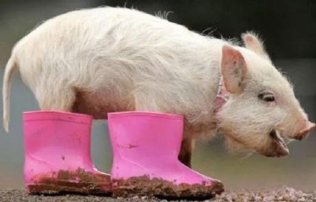 Pig Wearing Shoes