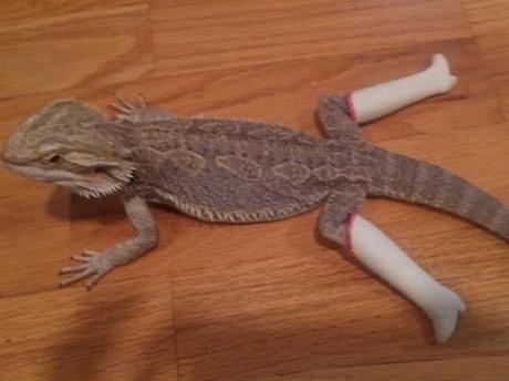 Lizard Wearing Shoes