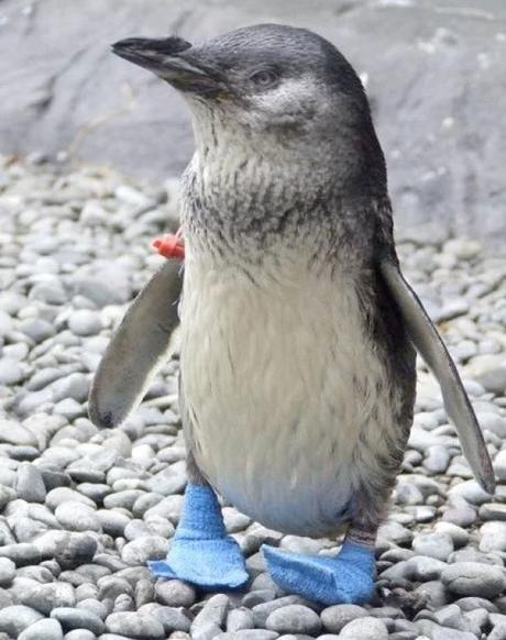 Penguin Wearing Shoes