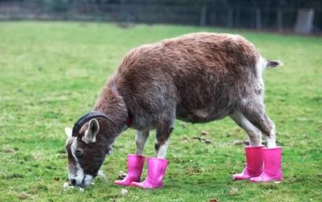 Goat Wearing Shoes