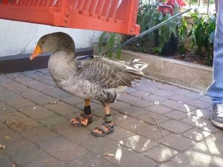 Goose Wearing Shoes