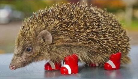 Hedgehog Wearing Shoes