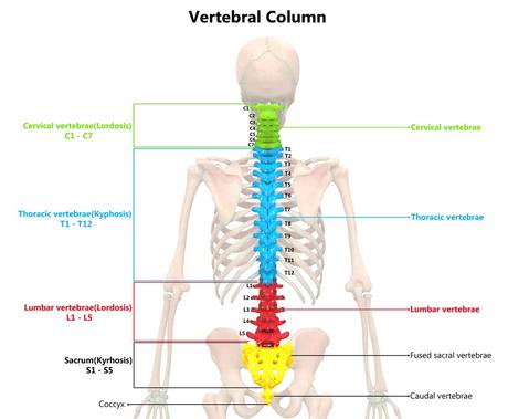 The C1 And C2 Vertebrae – What To Know