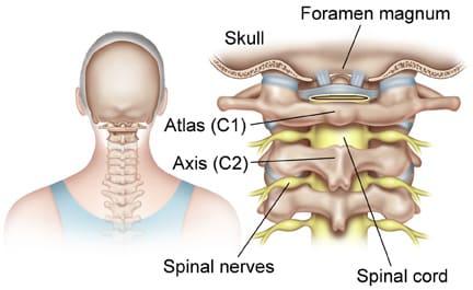 The C1 And C2 Vertebrae – What To Know