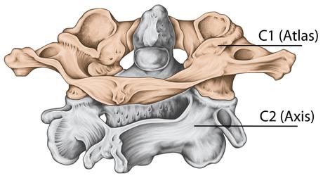 The C1 And C2 Vertebrae – What To Know