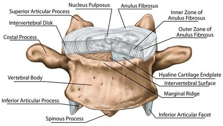 The C1 And C2 Vertebrae – What To Know