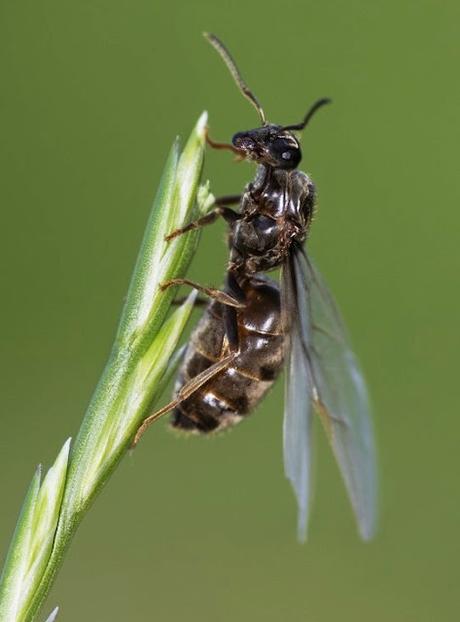 Leap in Exultation … .. .. .. and flying ants !! Leap in Exultation … .. .. .. and flying ants !!