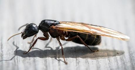 Leap in Exultation … .. .. .. and flying ants !! Leap in Exultation … .. .. .. and flying ants !!