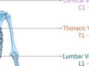 Need Know About Vertebra