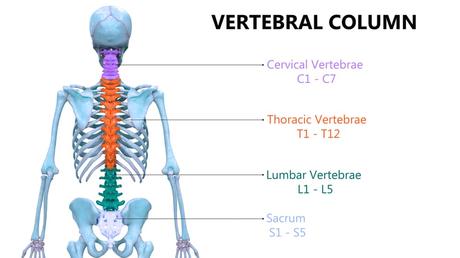 All You Need to Know about the L4 Vertebra