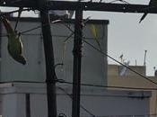 Parakeets Triplicane Terrace