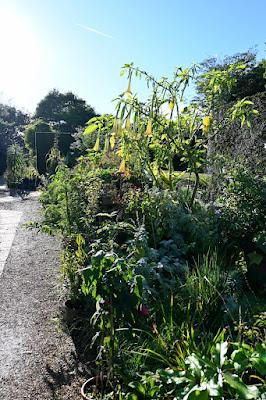 At last! a visit to East Ruston Vicarage Garden