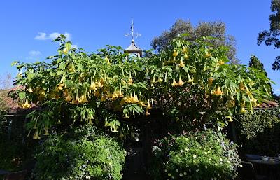 At last! a visit to East Ruston Vicarage Garden