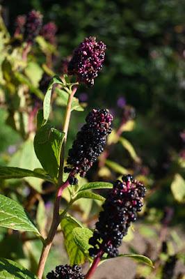 At last! a visit to East Ruston Vicarage Garden