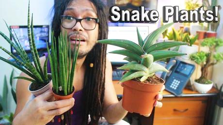 rare snake plants, snake plant unboxing, Sansevieria Bacularis, Sansevieria Fernwood, Sansevieria Samurai, Fortune Plant, rare indoor plants, plantito vlog, indoor gardening tips, indoor plants during pandemic, mental health benefits of plants, rare snake plant care, Cavite plant suppliers, low-maintenance indoor plants, snake plant air purifier, snake plant benefits, rare plants for mental health, indoor gardening for beginners, snake plant collection, snake plant unboxing video, rare plant unboxing, snake plant care guide, Fortune Plant care, Fortune Plant symbolism, rare Sansevieria plants, plantito lifestyle, rare plant trends, exotic indoor plants, minimalist plants, best indoor plants 2024, rare plant hobby, snake plant tips, Cavite snake plant supplier, quarantine plant hobby, indoor plant decoration, rare plant stories, best plants for air purification, indoor garden ideas, snake plant health benefits, unboxing rare plants, rare houseplants, affordable indoor plants, unique snake plants, pandemic plant trends, thriving snake plants, indoor plant collections, houseplant care tips, rare plant enthusiasts, low-light indoor plants, snake plant lovers, snake plant growing tips, Fortune Plant unboxing, exotic Sansevieria care, rare snake plant care, small space gardening, best plants for small apartments, houseplant unboxing, rare plant market, air-purifying indoor plants, indoor plant stress relief, Sansevieria rare species, rare plant maintenance, plantito mental health, trending indoor plants, easy-care indoor plants, unboxing Cavite plants, best rare plants for home, rare indoor plant guide, Fortune Plant symbolism, beginner-friendly indoor plants, rare houseplants online, plantito Cavite, unique indoor gardening, plant care during lockdown, rare plant collector, unboxing vlog snake plants, pandemic gardening tips, snake plants for health, indoor plant survival, top rare plants for homes, houseplants for small spaces, plantito plantita lifestyle, plantito journey, trending plants for 2024, Fortune Plant tips, rare Sansevieria types, snake plant shopping, rare plants Cavite unboxing, houseplants for beginners, trending houseplants 2024, indoor gardening quarantine, rare Sansevieria Fernwood, compact snake plants, exotic houseplants for beginners, air-purifying houseplants, rare Fortune Plant care, trending indoor plants quarantine, rare houseplants collection, snake plant health tips, Fortune Plant care guide, unique indoor plant unboxing, Cavite rare plants supplier, best indoor plants Cavite, snake plant unboxing experience, houseplant care quarantine, rare indoor gardening ideas, Fortune Plant meaning, indoor gardening rare species, minimalist plant ideas, rare plant vlog 2024, rare snake plants for beginners.