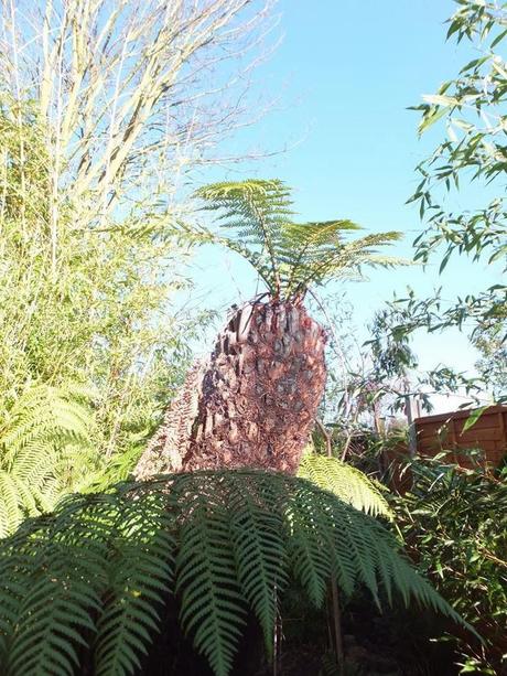 Favourite Plant of the Week - Dicksonia antarctica