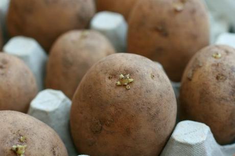 chitting seed potatoes