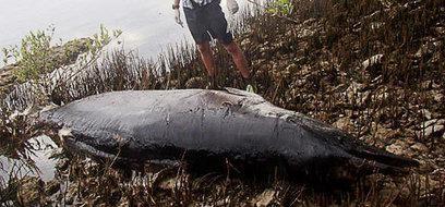 Whale washes up in Little Cayman (Cayman Islands)