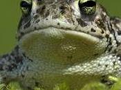 Will These Termagent Greenies?