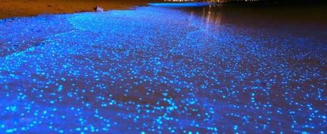 A Glowing Blue Maldives Beach with Bioluminescent Phytoplankton